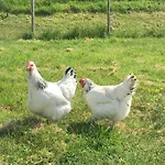 La Ferme Buissonniere Bardou