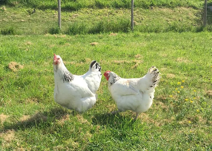 La Ferme Buissonniere Bardou